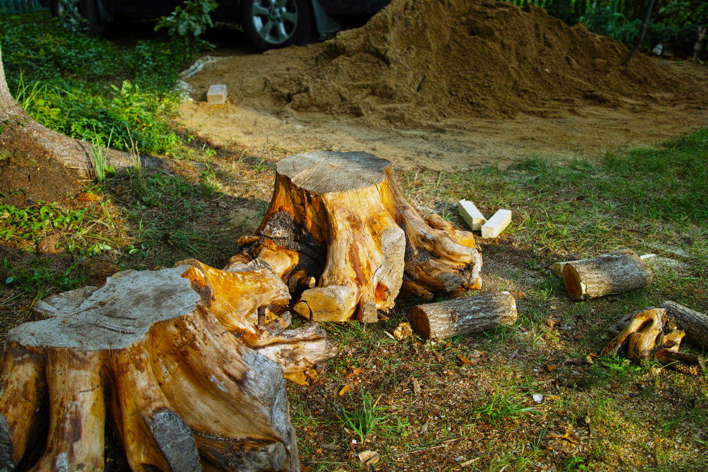 stump removal bellingham
