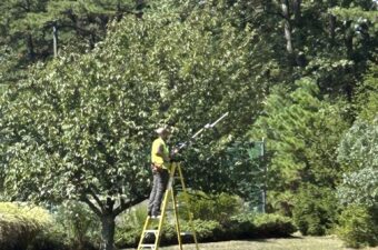 Tree Services Bellingham